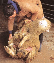 Even a careful shearing can result in cuts that easily become infected.